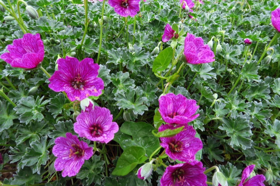 Visite guidée Les plantes couvre-sol