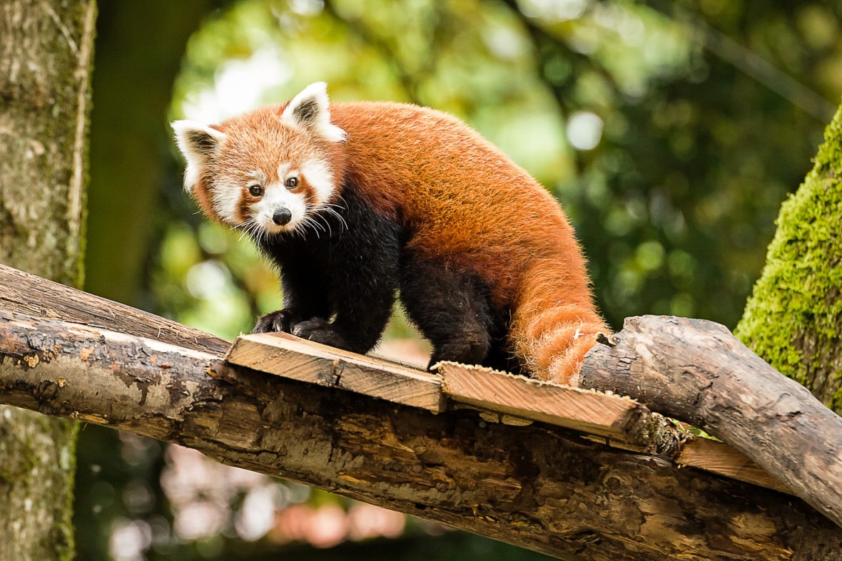 Journées du Panda Roux