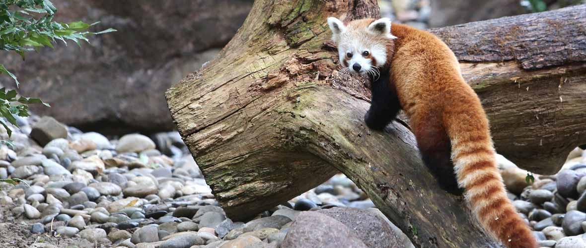 L'été animé au Parc zoologique et botanique de Mulhouse !