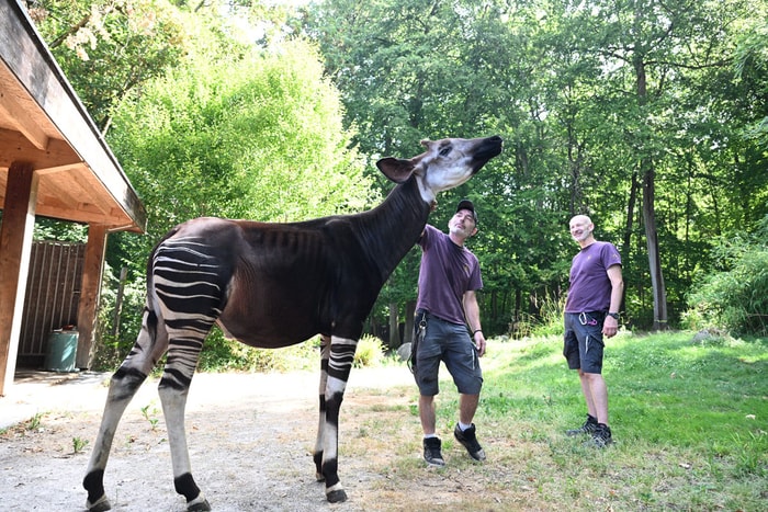 Un des deux okapis du Zoo, avec son soigneur Stéphane (à g.) et Jean Chaperon (à d.).
