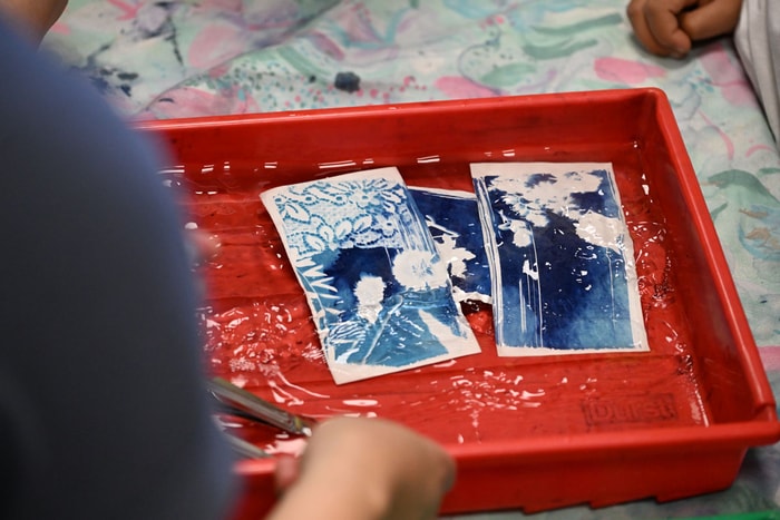 Bleu profond et "ombres" des végétaux : les cyanotypes des enfants se dévoilent.