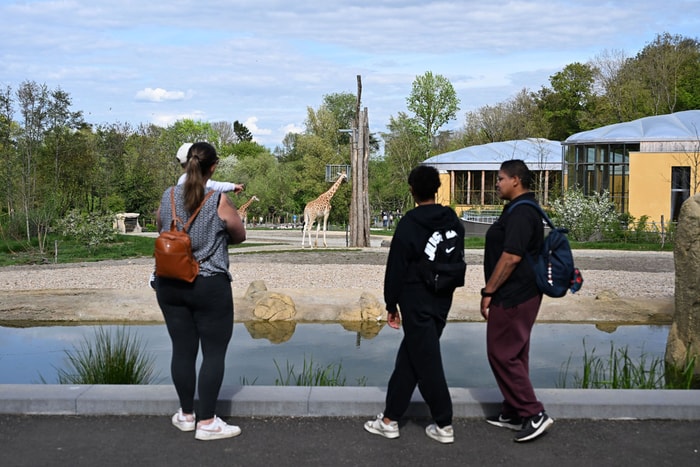 Les girafes : les grandes stars du parc.