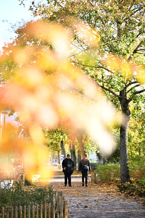 Le boulevard Roosevelt sous les couleurs de l'automne.