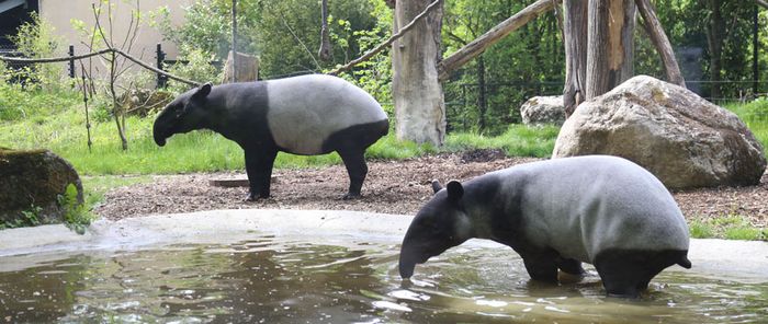 La carte permet l'accès gratuit au zoo, toute l'année, aux Mulhousiens.