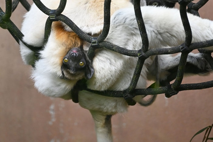 Le petit se fond dans le pelage de sa maman, il faut prendre un peu de temps pour l'apercevoir.