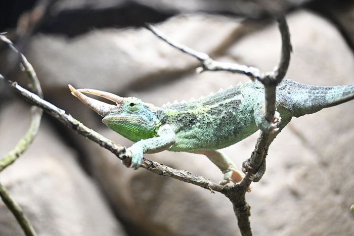 Caméléon de Jackson