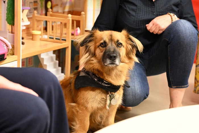 L'adorable Tippy permet d'apaiser les tensions, dans le cadre de la médiation animale. 