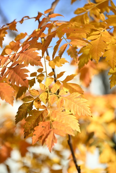 Feuilles d'or à Mulhouse.