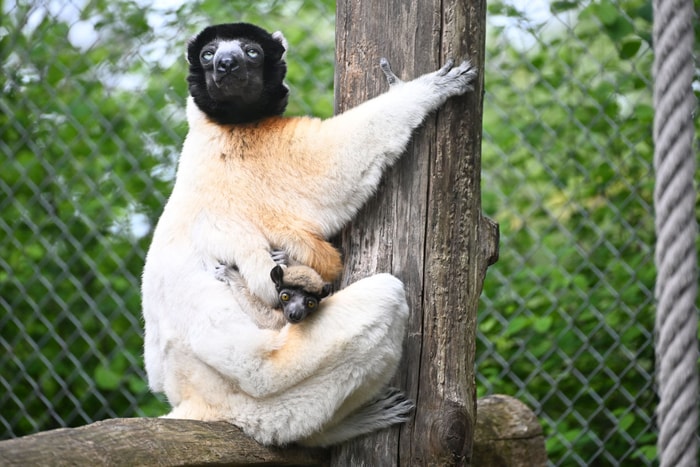 La maman et son petit prennent la pause.