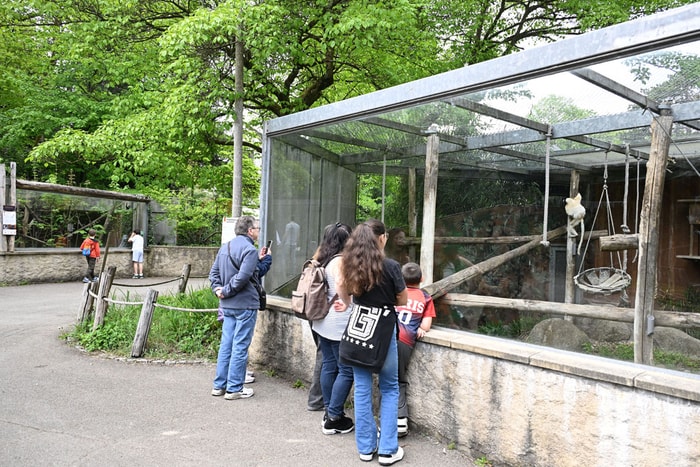 Les visiteurs découvrent le petit propithèque couronné.