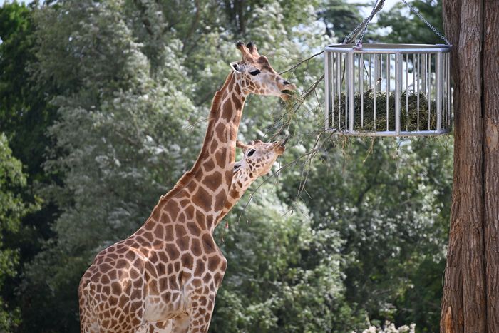 Girafe de Kordofan