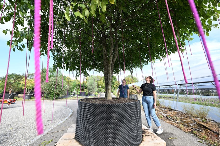 Le Jardin éphémère se prépare en coulisses, au service Nature et espaces verts de la Ville.
