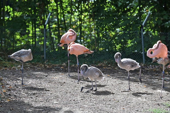 Les petits flamants rouges n'ont pas encore pris la couleur de leurs parents. 