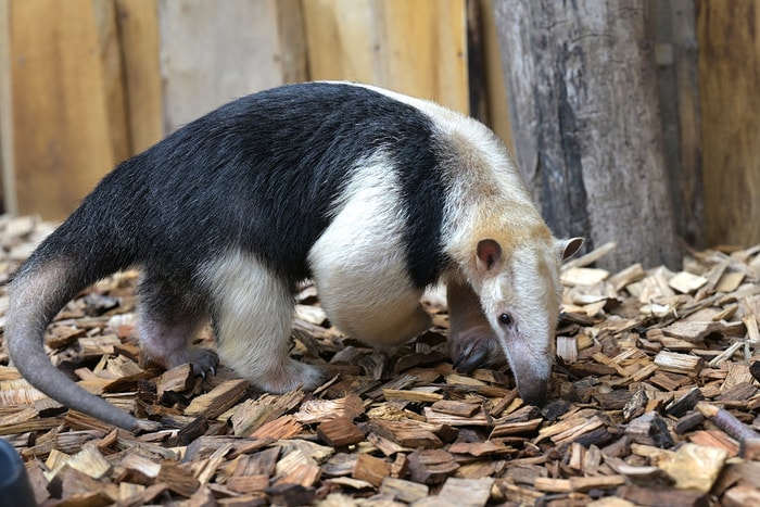 Le tamandua a rejoint le Zoo de Mulhouse cet été. 