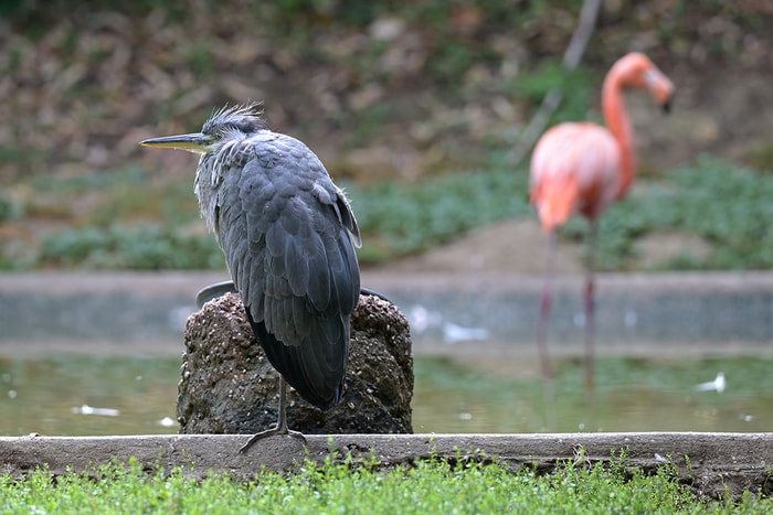 Un héron profite de l'enclos des flamants rouges.