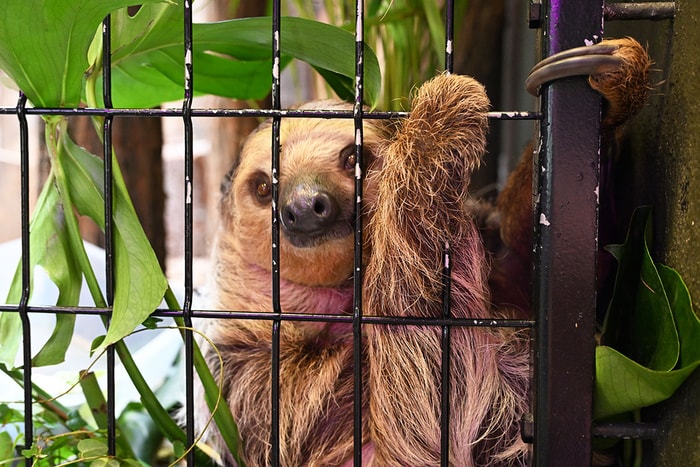 La cohabitation entre le jeune couple de paresseux se passe bien.