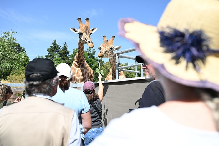 Les bénévoles ont pu faire une pause et approcher les girafes Zongo et Tibiri.