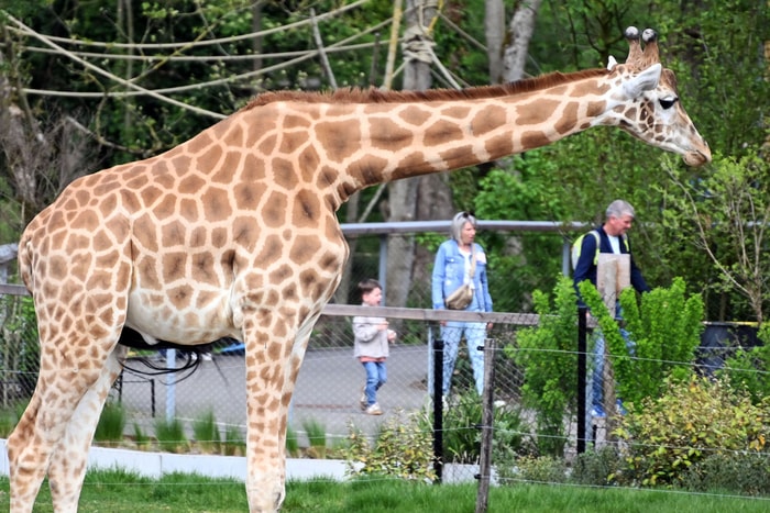 Les girafes profitent du beau temps. 