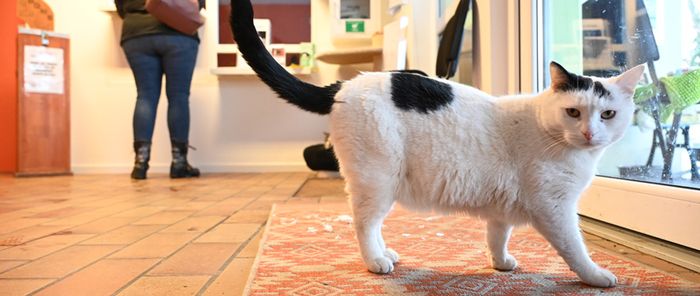 La SPA Mulhouse compte 90 chats, contre une quarantaine en temps normal.
