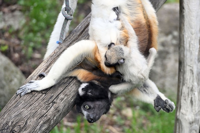 Deux mois après sa naissance, le petit propithèque couronné cherche déjà son indépendance.