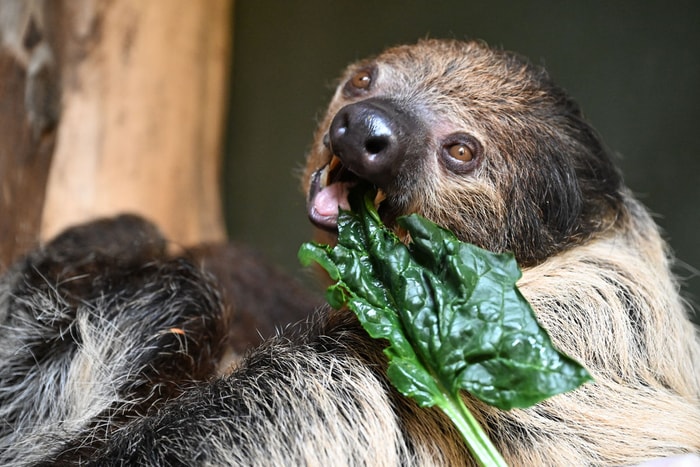 Un couple de paresseux est arrivé, début avril, au Parc zoologique et botanique de Mulhouse.