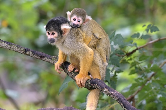 Comme ce petit saïmiri, sur le dos de sa maman, de nombreux animaux sont nés cet été au Zoo de Mulhouse. 