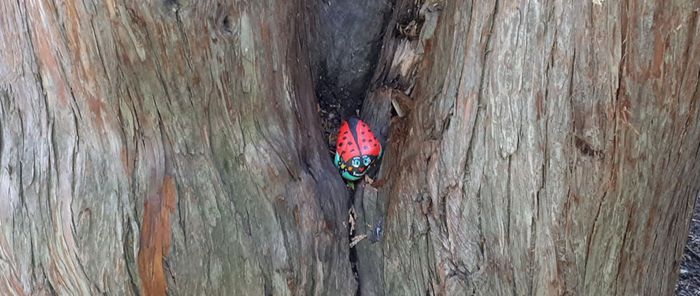 Les cailloux décorés sont cachés sur différents spots nature en ville.
