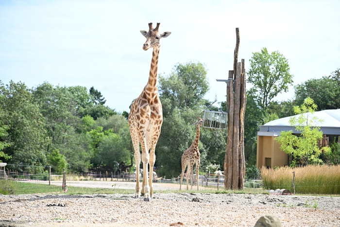 Les girafes du zoo sont à l'honneur, à l'occasion du festival de bande dessinée Groaaar !.
