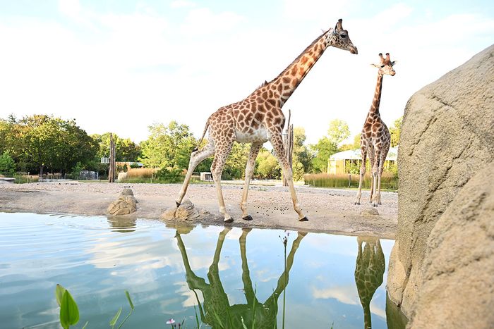 Dimanche 14 septembre, le Zoo propose une journée découverte au tarif unique de 8€.