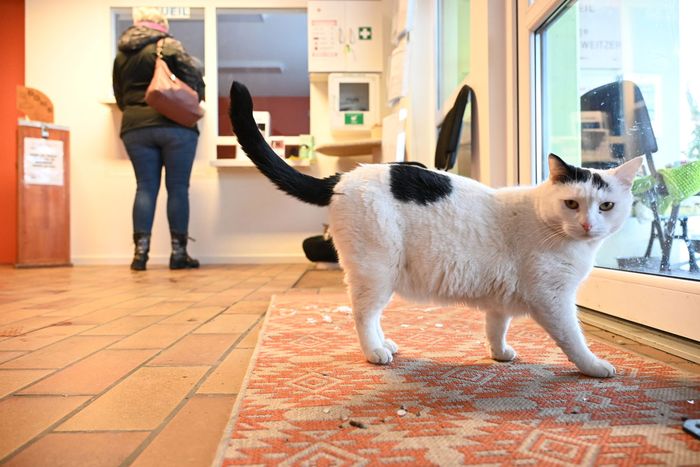 Acteur majeur de la protection animale, la SPA de Mulhouse célèbre ses 125 ans ce week-end, avec une soirée anniversaire.