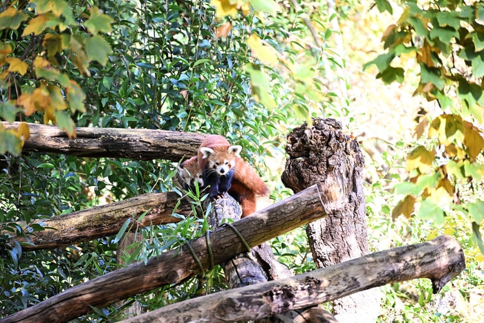 Les pandas roux se fondent dans le décor.