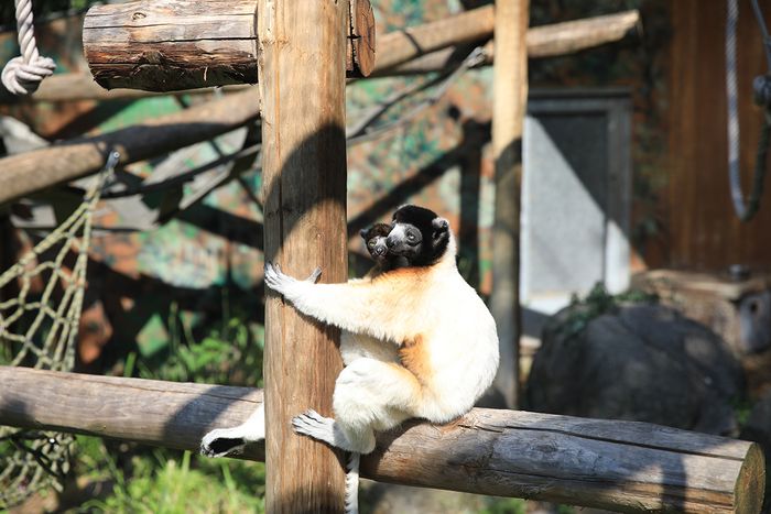 Plusieurs espèces originaires de Madagascar seront présentées au Zoo. En photo, des propithèques couronnés.