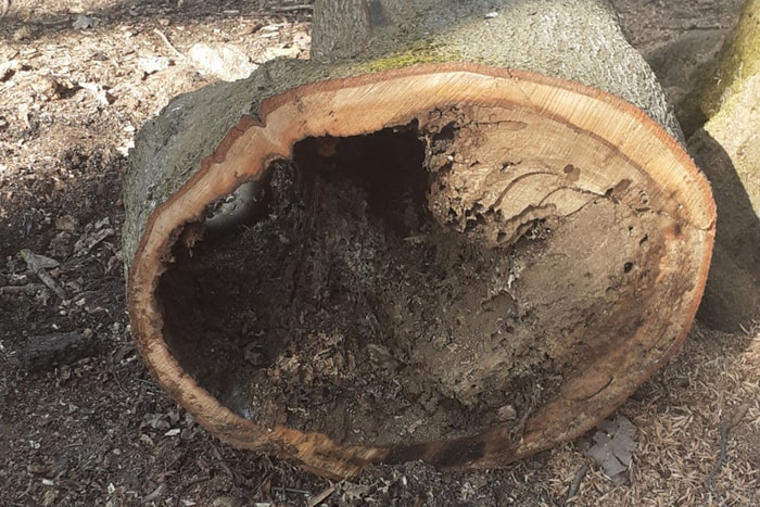 Un bon aspect extérieur peut parfois cacher de mauvaises surprises à l'intérieur de l'arbre, comme de la pourriture, des altérations ou des cavités.