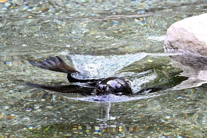 Puis le premier plongeon !