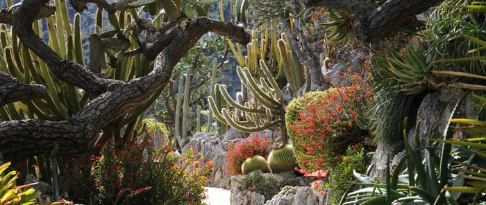 Le jardin exotique de Monaco