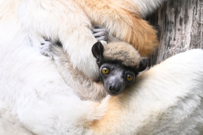 Né en février, le petit propithèque couronné ne lâche pas sa maman. 