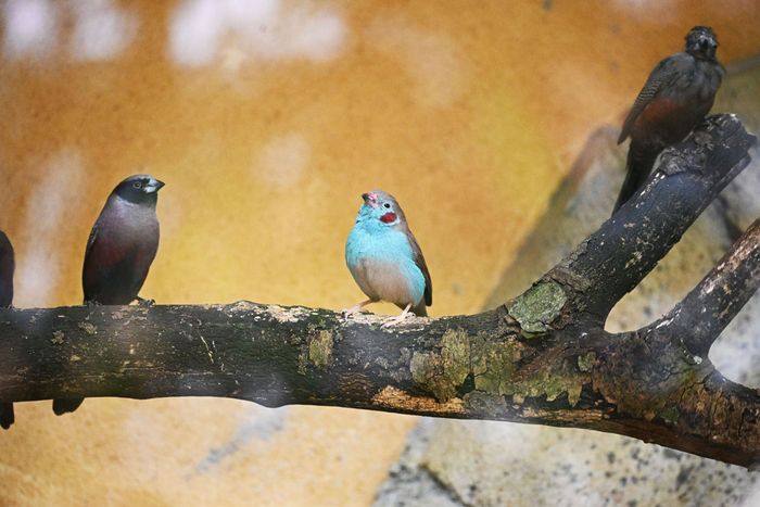 De nombreux oiseaux