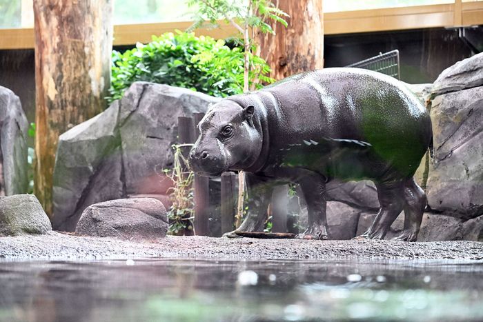Hippopotame nain