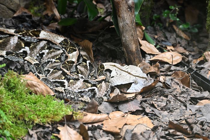 Vipère du Gabon