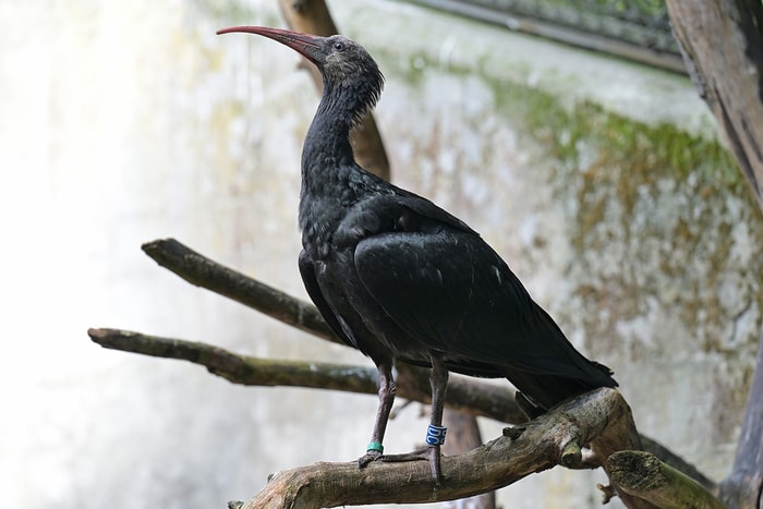 L'ibis chauve est l'un des oiseaux les plus menacés au monde. 