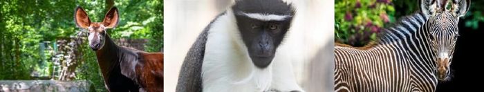 Les Foulées animales : grande course pour la protection des espèces menacées