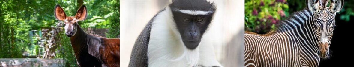 Les Foulées animales : grande course pour la protection des espèces menacées