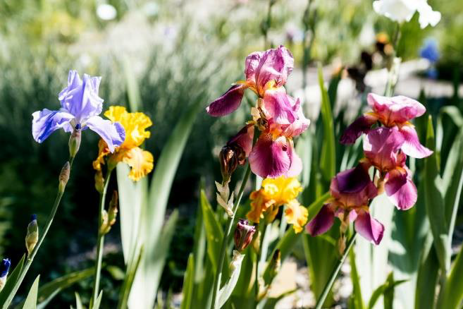 Dimanche aux jardins