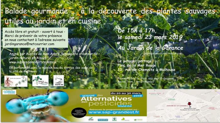 Balade gourmande : découvrir les plantes sauvages utiles au jardin et en cuisine