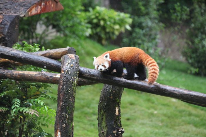 Apéro Zoo