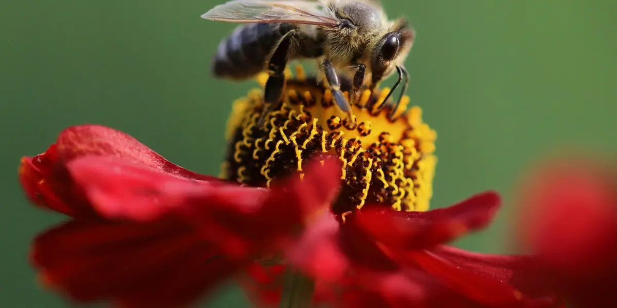 Découverte de l'apiculture lors du Marché aux plantes