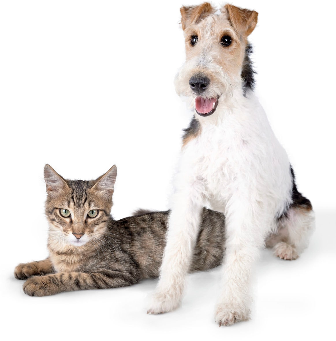 Ioupsi & Joke : Salon de vente de chiots et de chatons