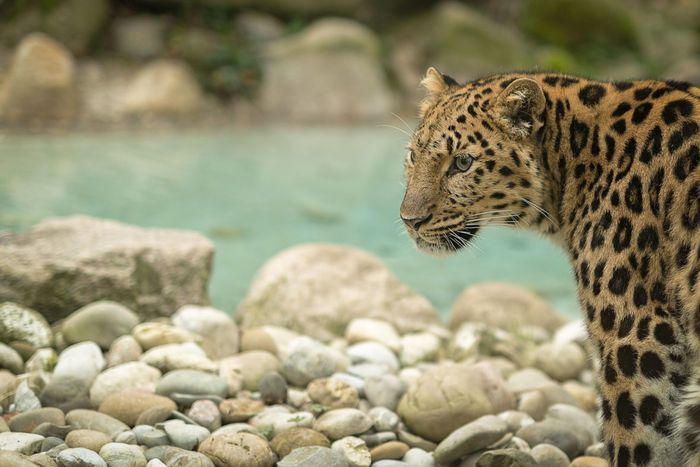 Visite guidée « La conservation au Zoo de Mulhouse »