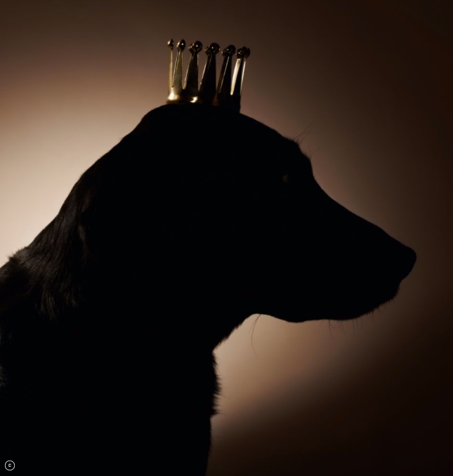 Barkouf ou un chien au pouvoir