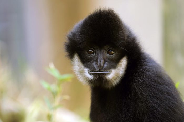 Visite guidée zoologique